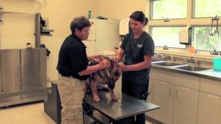 Veterinarian  Career Spotlight [upl. by Adriane]