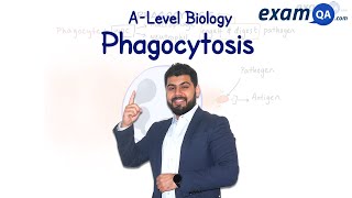 Phagocytosis  ALevel Biology [upl. by Leesa633]