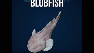 Scientists Favorite Animals The Blobfish  Azula [upl. by Alastair]