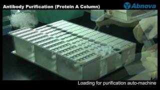 Antibody Purification Protein A Column [upl. by Henrietta178]