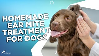 Homemade Ear Mite Treatment for Dogs 4 Effective Remedies [upl. by Jocko]