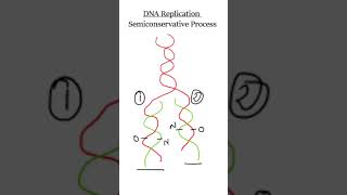 DNA replication  Viva Voce biochemistry [upl. by Eikin]