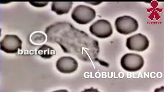 GLÓBULO BLANCO vs BACTERIA EXPLICADO‼️ [upl. by Nodmac]