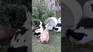 Enten fangen Heuschrecken shortvideo shorts duck ente vogel birds tiere animals nature [upl. by Urana]