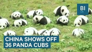 Chinese zoo shows off 36 adorable giant panda cubs [upl. by Aiveneg]