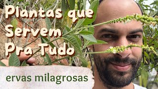 10 Ervas Medicinais MILAGROSAS Fáceis de Cultivar [upl. by Naened830]