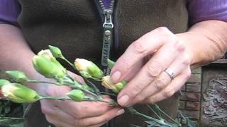 Carnations Tips to open tight buds amp test how fresh they are by Teach Me Floristry [upl. by Sokim]