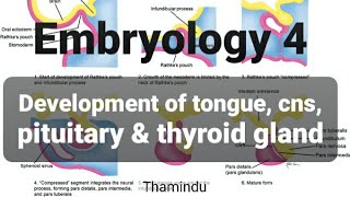 Embryology 4  Development of tongue CNS pituitary amp thyroid gland [upl. by Ahsratan828]