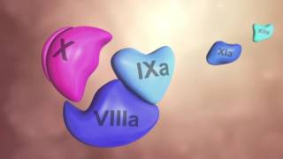 Coagulation Cascade Animation  Physiology of Hemostasis [upl. by Camden]