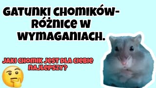 Jaki gatunek chomika wybrać Różnice w wymaganiach🐹 [upl. by Aissenav]