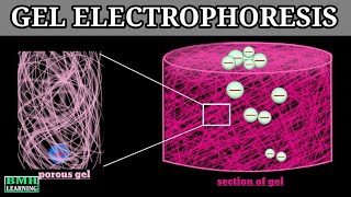 Gel Electrophoresis  Principle Of Electrophoresis [upl. by Cyndi140]