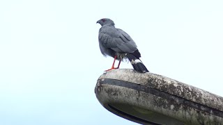 Crane Hawk Geranospiza caerulescens caerulescens French Guiana [upl. by Ainit]