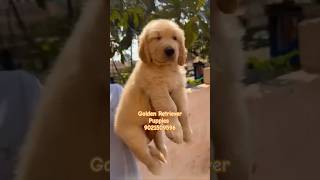 Cute Golden Retriever Puppies For sale in pune mumbai ✨️ 🔥 😍 goldenretriever pets shorts [upl. by Trebloc]