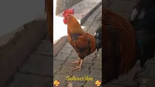 100 Original Rooster Sound🥰 rooster roostersound [upl. by Eelyam76]