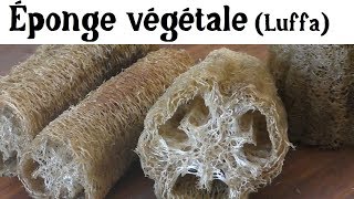 Éponge Végétale la Luffa [upl. by Roane]