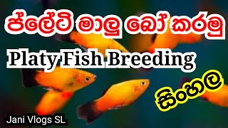 Platy Breeding Sinhala  ප්ලේටි බෝ කරමු  Jani Vlogs SL [upl. by Eimor463]