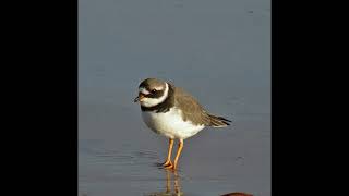 Ringed Plover Bird Call [upl. by Siravart]