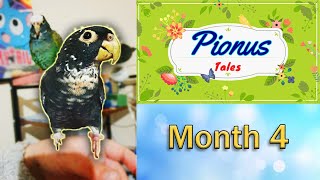 Bronze Wing Pionus Parrot  Preparing For Free Flight  Ep 9 [upl. by Toms]