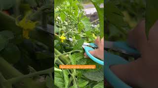 Ripening Tomatoes tomatoharvest gardening tomatoes tomatogarden backstreetboys ahorts [upl. by Teraj]