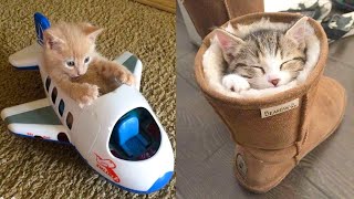 Baby Cats  Cute and Funny Cat Videos Compilation 21  Aww Animals [upl. by Tandy]