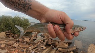 Fishing Carnarvon Garfish Black bream fishing bream garfishing fish breamfishing [upl. by Lleirbag]