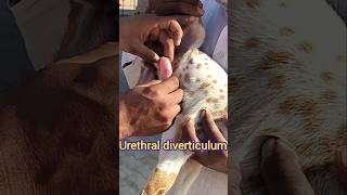 Urethral diverticulum in kid [upl. by Fadiman]