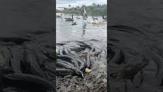 Native Eels slowmo at Travis Wetlands They migrate 1000Kms across the ocean to breed then die [upl. by Eyllek]