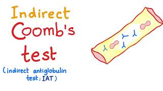 Indirect Coombs Test [upl. by Olsen]