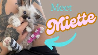 Meet Miette a kitten with backwards legs [upl. by Higbee]