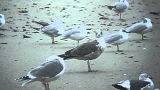 Putative Azorean Yellowlegged gull 3cy Peniche Portugal [upl. by Yruok]