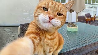 Laugh all day with these funny cat videos Funny Cats 2024 [upl. by Nallid219]