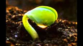 How A Seed Grows [upl. by Hausner]