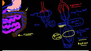 Hepatic Portal Circulation Anatomy amp Physiology [upl. by Halverson695]