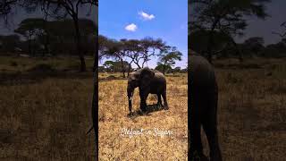 The Elefant Experience A Journey Through Tarangire [upl. by Crocker258]