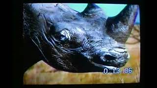 Hostess Cupcakes Commercial Rhino 1999 [upl. by Margherita]