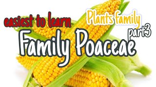 Family Poaceae class 11 morphology NEET 2025 [upl. by Dabney]