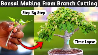 Bonsai Making From Branch Cutting [upl. by Anhsirk]