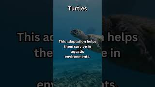 Turtles Rarely Known Facts amazinganimalfacts rare curiousanimalbehaviors undiscovered facts [upl. by Ahsirek570]