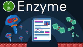 Ohne Enzyme geht nichts  empfehlenswert zum BioAbi  Tutorial zu Enzymen von meinem Schüler Julian [upl. by Tutt994]