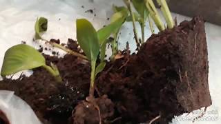 How to Propagate Canna plant  Easy fast simple [upl. by Neelyk798]