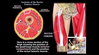 Anatomy Of The Rectus Femoris Muscle  Everything You Need To Know  Dr Nabil Ebraheim [upl. by Keung854]