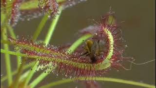 🔴☠️ PLANTA MATANDO INSECTOS SIN PIEDAD CARNIVORA DROSERA CAPENSIS ☠️🔴 [upl. by Dazraf]