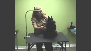 The Scottish Terrier Grooming Profile [upl. by Akehsal]