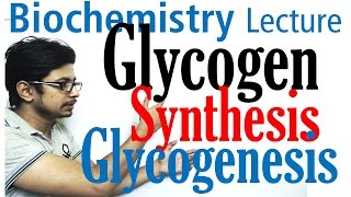 Glycogen synthesis  glycogen metabolism lecture 1 [upl. by Aneekan938]