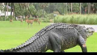 Massive alligator takes casual stroll through South Carolina golf course [upl. by Eisinger252]