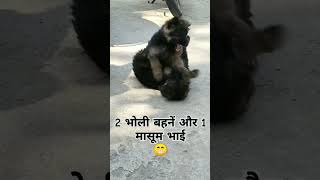 RELATABLE 😂 shorts viralvideo trending doglover dog [upl. by Zina]