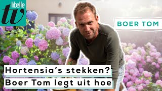 Boer Tom laat stap voor stap zien hoe je hortensias stekt [upl. by Etnovaj]