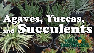 Agaves Yuccas and Succulents  Village Nurseries [upl. by Sulihpoeht]