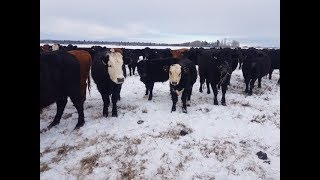 Western Ranchlands Tomahawk Ranch 2018 Angus X Calves [upl. by Nileek704]