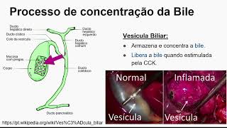 Aprendendo Fisiologia Secreção Biliar por Marilda Brasil [upl. by Glass]